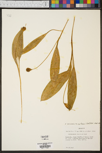 Erythronium americanum subsp. harperi image