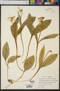 Erythronium americanum subsp. americanum image