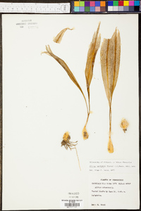 Allium burdickii image