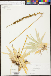 Aletris lutea image