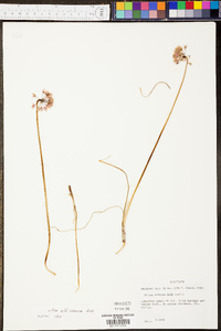 Allium cernuum image