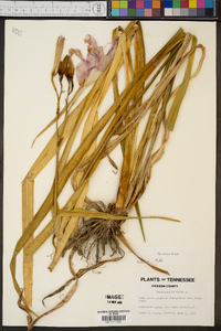 Hemerocallis fulva image