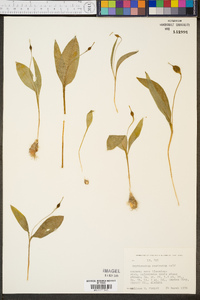 Erythronium rostratum image