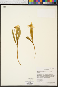 Erythronium umbilicatum image