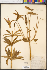 Lilium canadense image