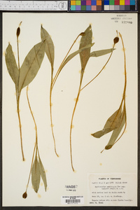 Erythronium americanum subsp. harperi image