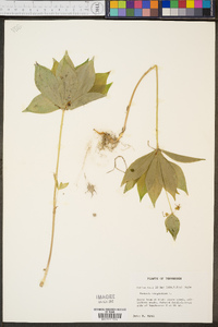 Medeola virginiana image