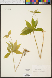 Medeola virginiana image