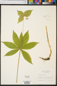 Medeola virginiana image