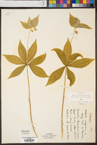 Medeola virginiana image