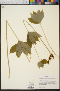 Medeola virginiana image