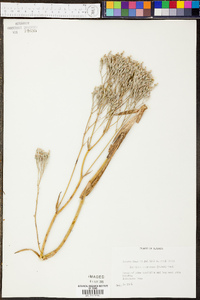 Lophiola americana image