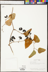 Smilax bona-nox image