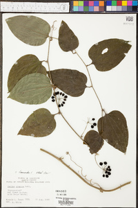 Smilax tamnoides image