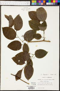 Smilax tamnoides image