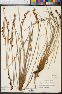 Pleea tenuifolia image