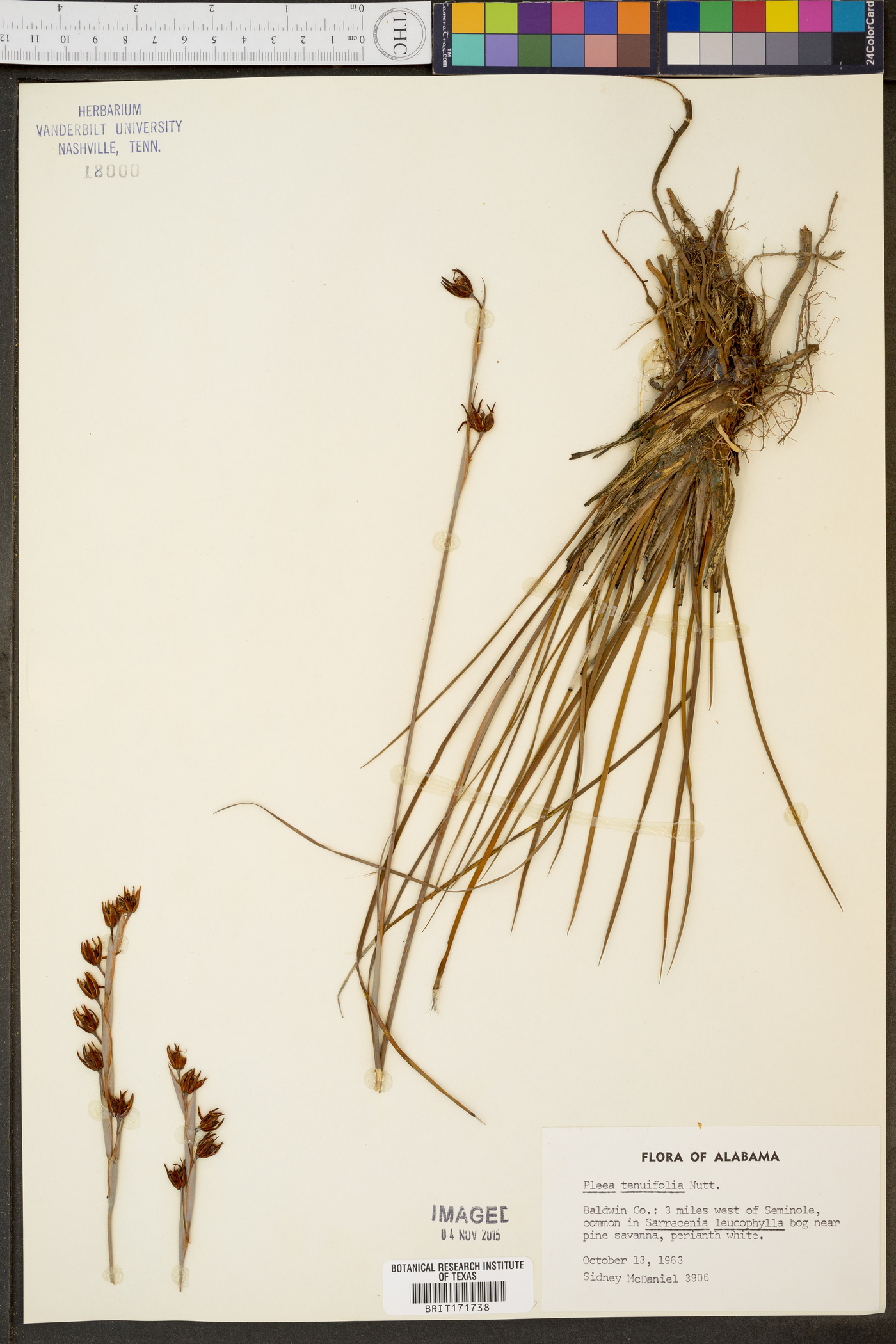 Pleea tenuifolia image