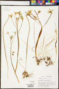 Ornithogalum umbellatum image