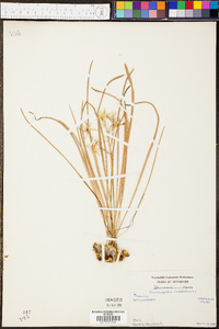 Ornithogalum umbellatum image