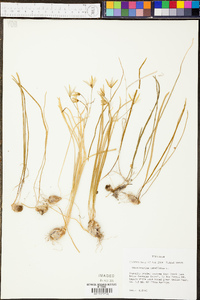 Ornithogalum umbellatum image