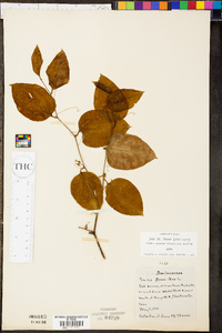 Smilax bona-nox image