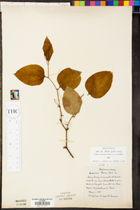 Smilax bona-nox image