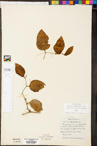 Smilax bona-nox image