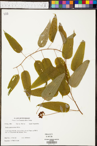 Smilax pulverulenta image