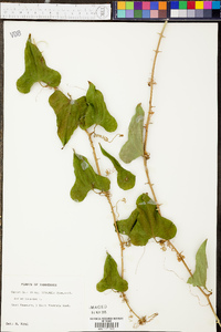 Smilax bona-nox image