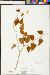 Smilax bona-nox image