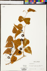 Smilax bona-nox image