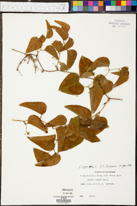 Smilax bona-nox image