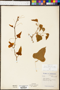 Smilax bona-nox image