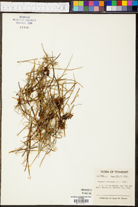 Muscari botryoides image