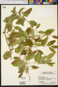 Smilax smallii image