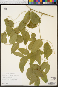 Smilax smallii image