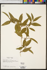 Smilax smallii image