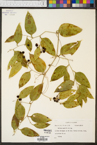 Smilax smallii image