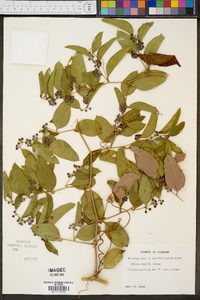 Smilax smallii image