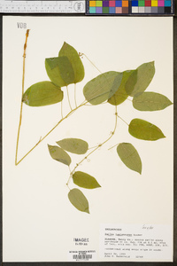 Smilax lasioneura image