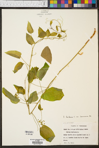 Smilax herbacea image