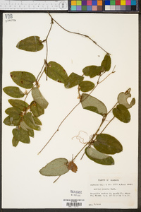 Smilax pumila image