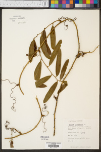 Smilax laurifolia image