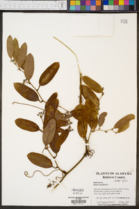 Smilax laurifolia image