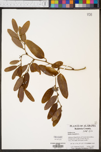 Smilax laurifolia image