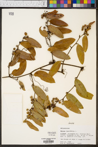 Smilax laurifolia image