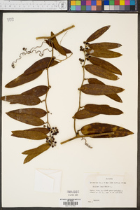 Smilax laurifolia image