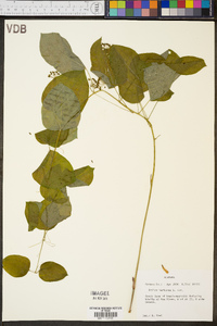 Smilax herbacea image