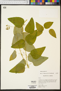 Smilax herbacea image