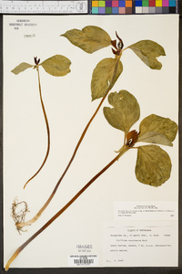 Trillium recurvatum image